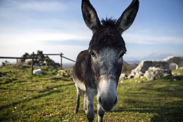 a cute photo of a donkey