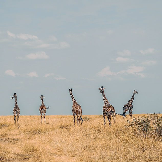 five giraffes in safari