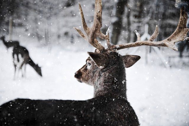 a buck in the snow